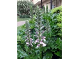 Acanthus
