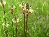 Plantago lanceolata