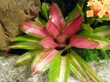 Guzmania hybrids
