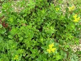 Sedum kamtschaticm