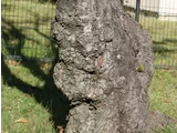 セイヨウトチノキ