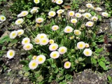 雏菊