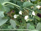 Pea