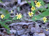 瀞苦菜