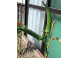 秋葵