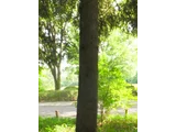 モミ