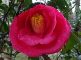 Camellia Akashigata
