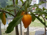 Canistel
