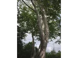 ダケカンバ