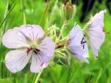 Geranium erianthum