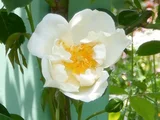 Rose 'City of York'