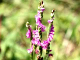 Spiranthes sinensis