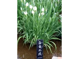 Iris ensata 'Hakuryu no tsume'