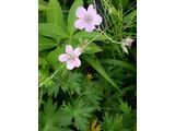 白山老鹳草