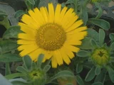 叶苞菊