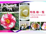 山茶花