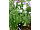 Japanese Iris 'Aoi-no-ue'