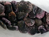 Phaseolus coccineus