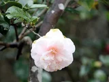 Camellia miura-otome