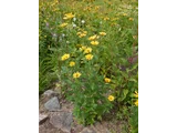 Heliopsis helianthoides