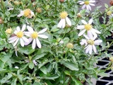 蒙古野菊