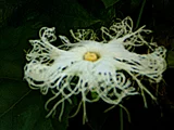 Trichosanthes kirilowii