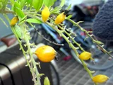 Duranta
