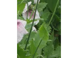 アツミゲシ
