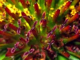 Echinacea purpurea