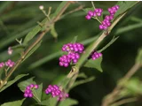 Callicarpa dichotoma