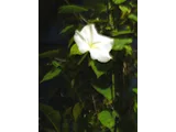 ヨルガオ
