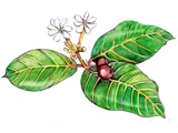 Gardenia speciosa
