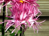 菊 "江户菊 新秋之红”
