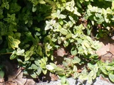 Euonymus fortunei
