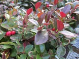 Checkerberry