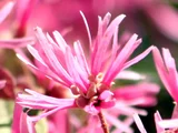 Chinese fringe flower