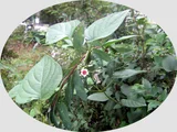 Paederia foetida