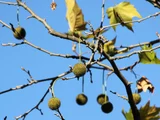 Liquidambar styraciflua