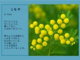 Acacia dealbata