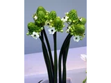 聖星百合