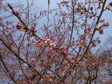 美国樱花