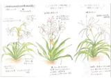 Crinum bulbispermum