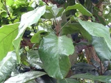 Pingpong tree