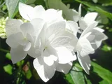 額紫陽花 ポージーブーケ グレイス