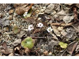 Hepatica pubescens