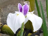 花菖蒲 ’相生’