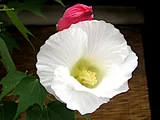 醉芙蓉