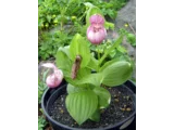 Large-flowered Cypripedium