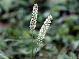 Cimicifuga simplex