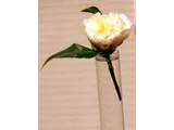 山茶花 '朱瑞黄'